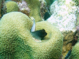 Red Lipped Blenny IMG 5652